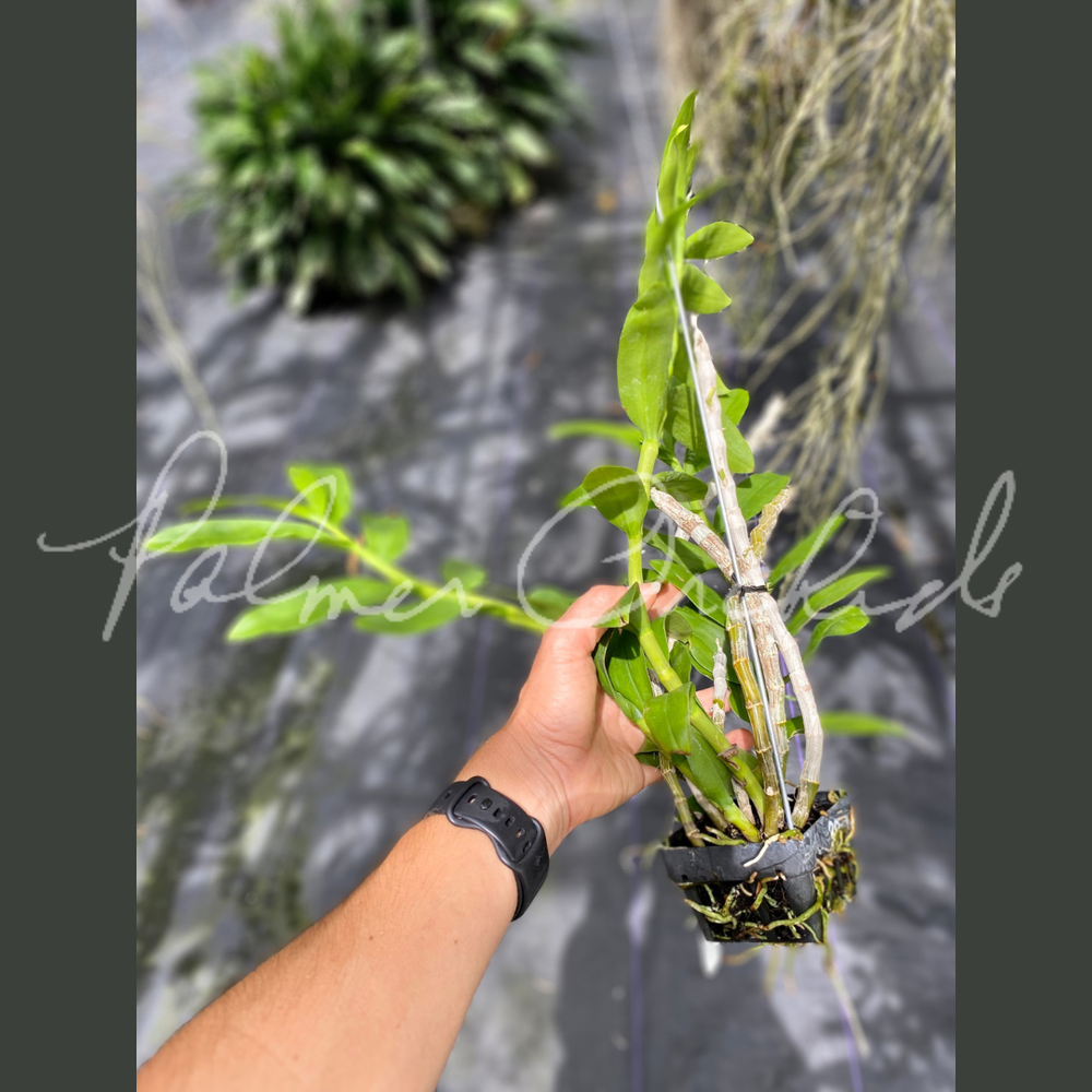 Dendrobium parishii semi-alba — Palmer Orchids